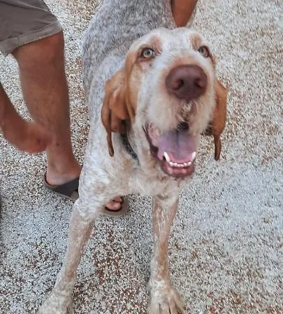 Il Fienile לינה וארוחת בוקר צ'ינגולי